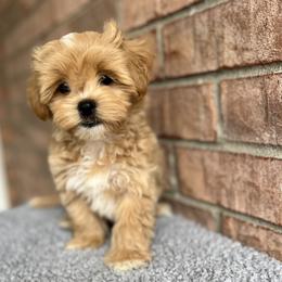 Maltese, Maltipoo, and Poodle Puppies from Healing Pawz LLC