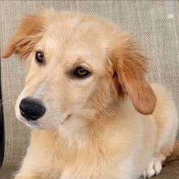 Dollie Australian Retriever - Yellow female Australian Shepherd puppy in Limestone, Tennessee from Pilot Hill Teddy Bear Puppies