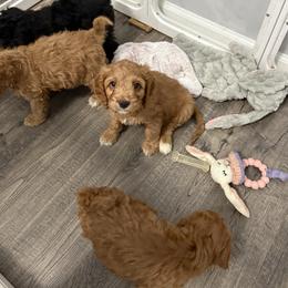 Male 2 - Red male Cockapoo puppy in Dahlonega, Georgia from Loveable Cockapoos