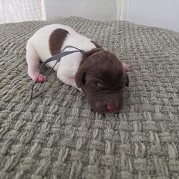 Grey Boy - Liver and white male German Shorthaired Pointer puppy in Nampa, Idaho from Heart Mountain Cavaliers & Floating Feathers Kennel