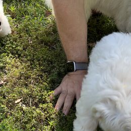 Coton de Tulear Puppies from Smoky Mountains Cotons