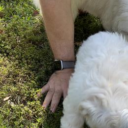 Coton de Tulear Puppies from Smoky Mountains Cotons