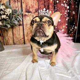 Athena - Tricolors female French Bulldog puppy in Okmulgee, Oklahoma from Diamond Dreams French Bulldogs