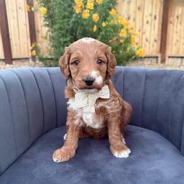 Red boy - Red  male Goldendoodle puppy in Las Vegas, Nevada from Bridges Goldendoodles