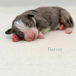 Baron (boy) - Blue merle male Bernedoodle puppy in Bellville, Ohio from Bernedoodle Buddies