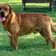 Rueben