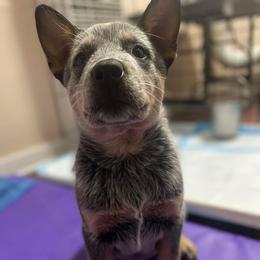 Australian Cattle Dog Puppies from DoReMi ACDs