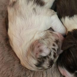 Daffodil (Daffy) - Red merle female Aussiedoodle puppy in Mount Clare, West Virginia from Pineview Farms Australian Shepherds