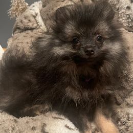 Pomeranians from Rockin Parti Poms