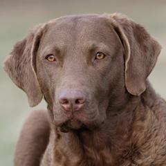 Chesapeake Bay Retrievers from Waterfowl Collector Retrievers