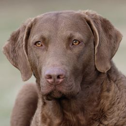 Chesapeake Bay Retrievers from Waterfowl Collector Retrievers