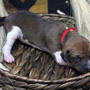 Girl 2 (Amal) - Red Azawakh puppy in Philadelphia, Pennsylvania from Kel Imajaghan