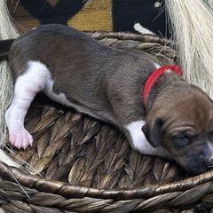 Girl 2 (Amal) - Red Azawakh puppy in Philadelphia, Pennsylvania from Kel Imajaghan
