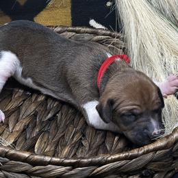 Girl 2 (Amal) - Red Azawakh puppy in Philadelphia, Pennsylvania from Kel Imajaghan