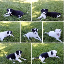 Border Collie Puppies from Forthright Border Collies