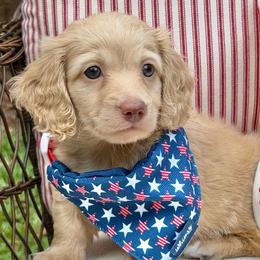 Lenny - Cream male Dachshund puppy in Laurel, Mississippi from Kissinger Dachshunds