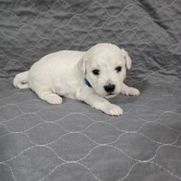 Blue - White male Bichon Frise puppy in Pickens, South Carolina from Beloved Bichon