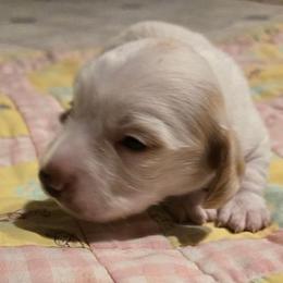AKC Darla - Piebald female Dachshund puppy in Onalaska, Texas from Weenies on the Lake