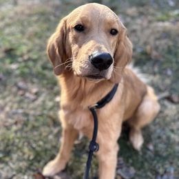 Boy 2 - Golden Retriever puppy in Fieldale, Virginia from Interlock Goldens