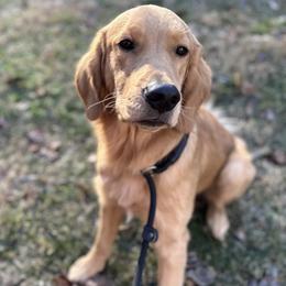 Boy 2 - Golden Retriever puppy in Fieldale, Virginia from Interlock Goldens
