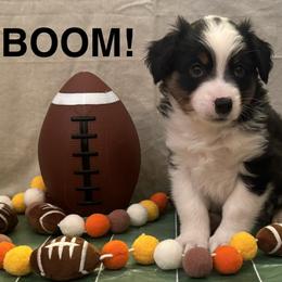 Boom - Black tri male Miniature American Shepherd puppy in Rochelle, Illinois from Countryside Kennels and Aussies