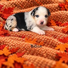Bella - Blue merle female Australian Shepherd puppy in Howardsville, Virginia from Spectacular Aussies and Cavaliers