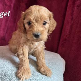 Aussiedoodle, Bernedoodle, Bernese Mountain Dog, Cavapoo, Poodle, and Sheepadoodle Puppies from Draper Mountain Doodles