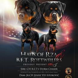 Boy 3 - Black and mahogany male Rottweiler puppy in San Antonio, Texas from HAUS OF RZA