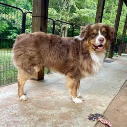 Max - Australian Shepherd