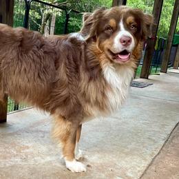 Max - Australian Shepherd