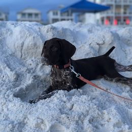 English Setter and German Shorthaired Pointer Puppies from CMC Farms