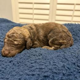 Koda - Phantom male Poodle puppy in Spring, Texas from Sterling Star Doodles