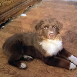 Colorado - Red tri-color male Miniature American Shepherd puppy in Goldendale, Washington from Amulet Charm
