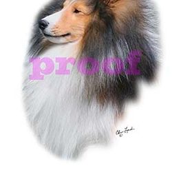 Shetland Sheepdog Puppies from Shalamar Shelties