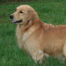 Golden Retrievers from Coachs Goldens
