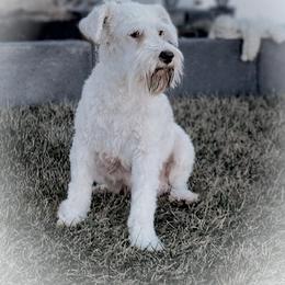 Greta - Miniature Schnauzer