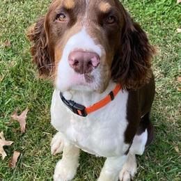 English Springer Spaniels from Sage Mountain Springers