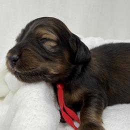 Bon Jovi - Red male Dachshund puppy in Pulaski, Tennessee from Billboard Doxies