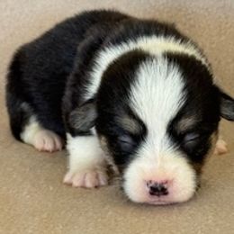 Boy 3 - Black and tan male Pembroke Welsh Corgi puppy in Huntington Beach, California from Gingerbread