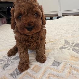 Toffee - Red  female Poodle puppy in Corona, California from Poodle house CA
