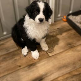 Luna - Black & white Australian Shepherd puppy in Greenville, Texas from Huneycutt Wiggles