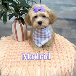 Madrid - Apricot female Maltipoo puppy in Buford, Georgia from Petite Posh Puppies
