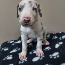 Boy 5 - Chocolate and white Great Dane puppy in Auburn, New York from Danes of Angels