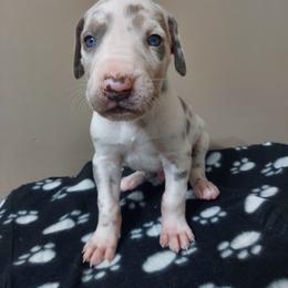 Boy 5 - Chocolate and white Great Dane puppy in Auburn, New York from Danes of Angels