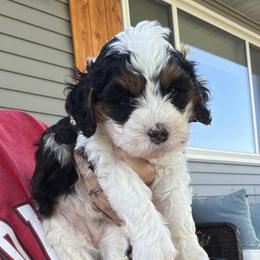 Blaze - Tri-color female Bernedoodle puppy in Lincoln, Nebraska from GRand Doodles