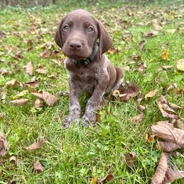 Boone - Liver roan male German Shorthaired Pointer puppy in Spring Valley, Wisconsin from Filipiak Breeders