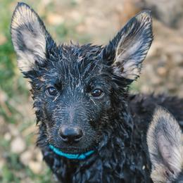 Light Blue Teal - Black and tan male German Shepherd puppy in Rolling Hills, Wyoming from Wyohaus German Shepherds