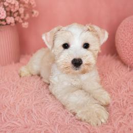 Darla - Wheaten female Miniature Schnauzer puppy in Bloomington, California from Michael's Minis
