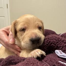 Amor - Yellow male Labrador Retriever puppy in Canton, Georgia from Dukes Retirevers