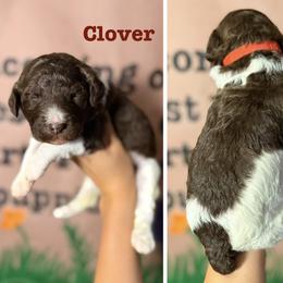 Goldendoodle and Poodle Puppies from Harrington Doodles & Poodles